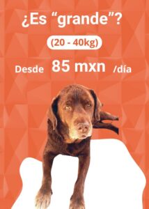 Alimento Natural y Personalizado para Perros