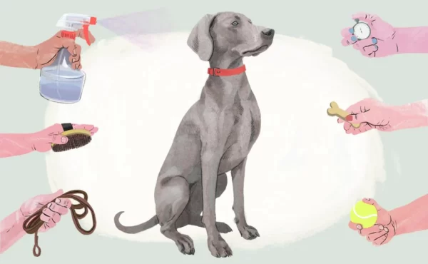 Alimento Natural y Personalizado para Perros